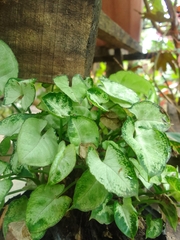 Syngonium podophyllum