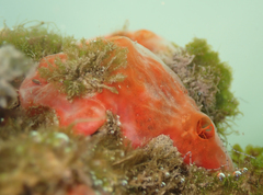 Monanchora clathrata