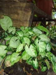 Syngonium podophyllum