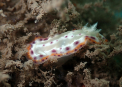 Goniobranchus decorus