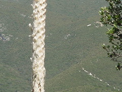 Dasylirion quadrangulatum