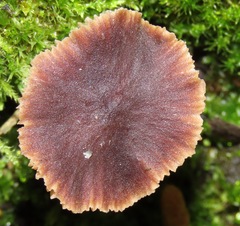 Macrocystidia cucumis