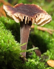 Macrocystidia cucumis