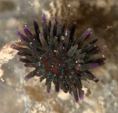 Echinometra oblonga