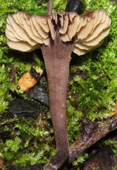 Macrocystidia cucumis