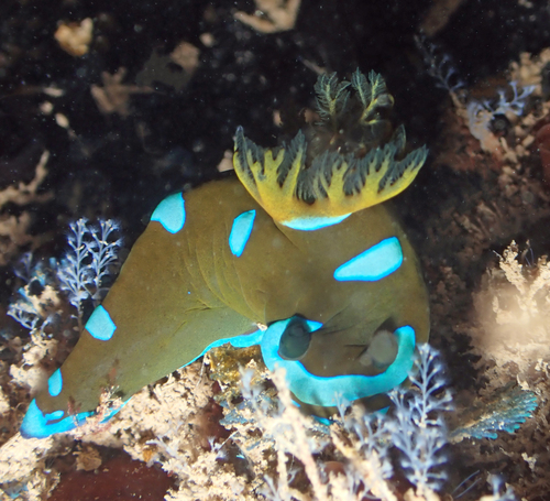 Gloomy Nudibranch