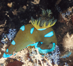 Tambja morosa