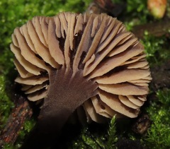 Macrocystidia cucumis