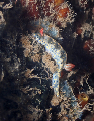 Hypselodoris infucata