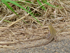 Meroles squamulosus