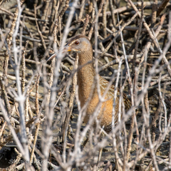 Rallus crepitans