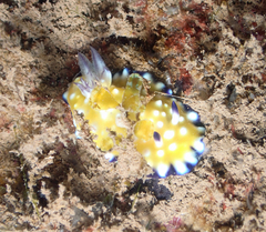 Goniobranchus vibratus