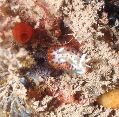 Goniobranchus decorus