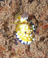 Goniobranchus vibratus