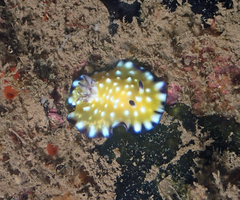 Goniobranchus vibratus
