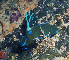 Tambja morosa