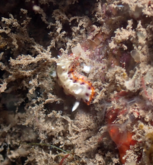 Goniobranchus decorus