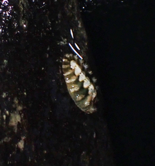 Acanthochitona viridis