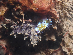 Goniobranchus vibratus