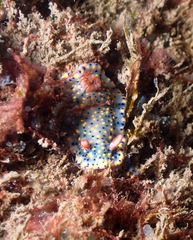 Hypselodoris infucata