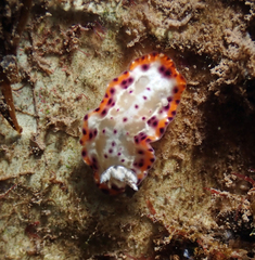 Goniobranchus decorus