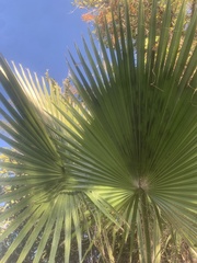 Sabal mexicana