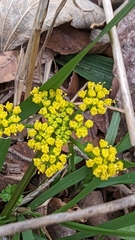 Tauschia texana