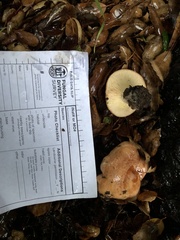 Lactarius xanthogalactus