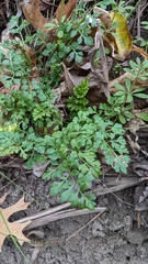 Tauschia texana