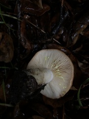 Lactarius xanthogalactus