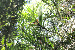 Pandanaceae