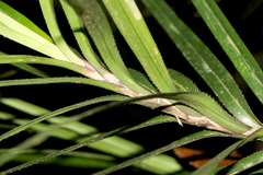 Pandanaceae