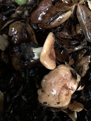 Lactarius xanthogalactus