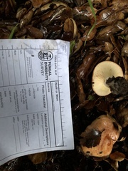 Lactarius xanthogalactus