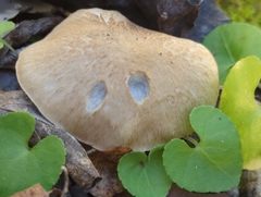 Tricholoma