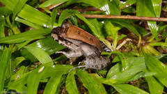 Leptodactylus savagei