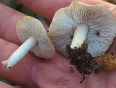 Tricholoma