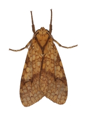 Lophocampa catenulata