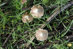 Bolbitius aleuriatus