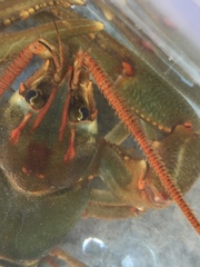 Barbicambarus simmonsi