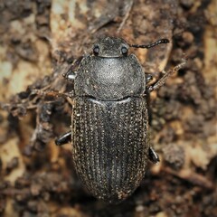Blapstinus