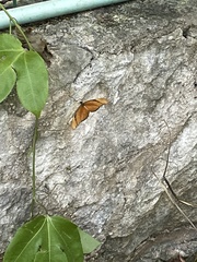 Dryas iulia moderata