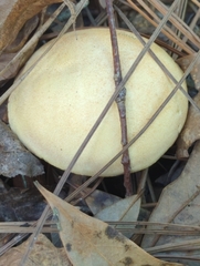 Suillus hirtellus