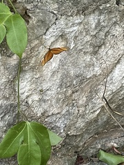 Dryas iulia moderata