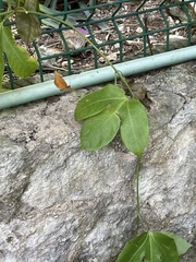 Dryas iulia moderata