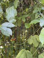 Dryas iulia moderata