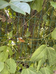 Dryas iulia moderata