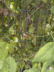 Dryas iulia moderata