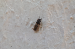 Metopoplax ditomoides