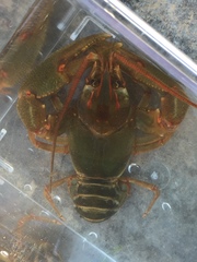 Barbicambarus simmonsi